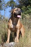 CANE CORSO 099